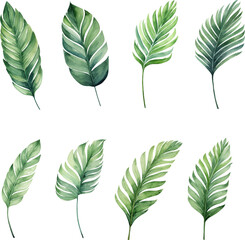 Set of tropical watercolor leaves isolated white background