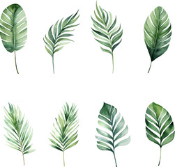 Set of tropical watercolor leaves isolated white background