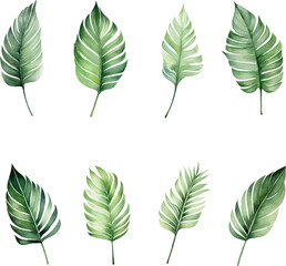 Set of tropical watercolor leaves isolated white background