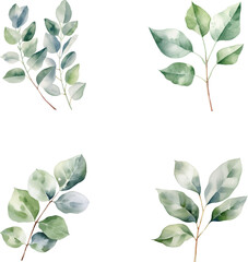 set of watercolor eucalyptus leaves