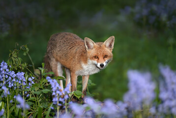 Red fox amongst bluebells in spring