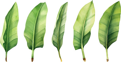 set of watercolor banana leaves on isolated white background, set tropical leaves, Tropical banana leaves set