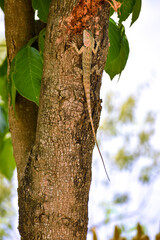 tree in the forest with the big lizard