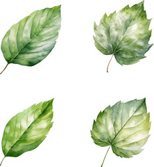Set of watercolor green leaves isolated on white background