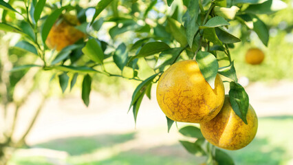 Tangerine orange fruit plant in an orchard. - 648459405