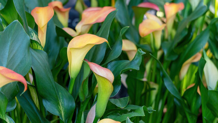 Yellow calla lily flower plant in a garden.