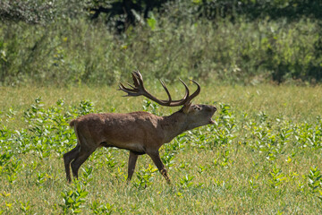 Red deer with big antlers in mating season
