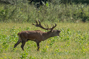 Red deer with big antlers in mating season