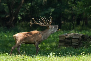 Red deer with big antlers in mating season