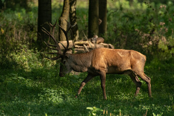 Red deer with big antlers in mating season