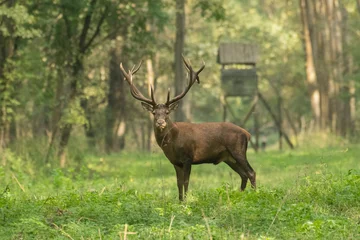 Fotobehang Red deer with big antlers in mating season © predrag1