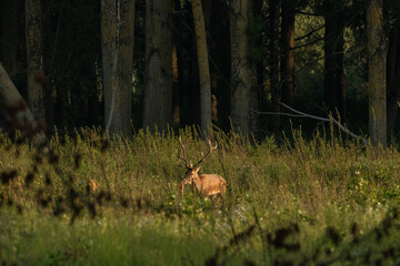 Red deer with big antlers in mating season