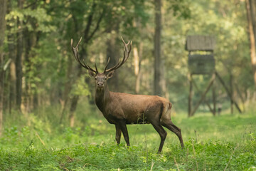 Naklejka na ściany i meble Red deer with big antlers in mating season