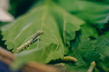 Larvae coming out of the silkworm
