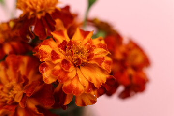 selective focus macro french marigolds flowers