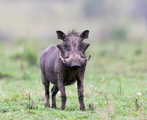 wild boar or warthog from the savannah in masaimara, Kenya