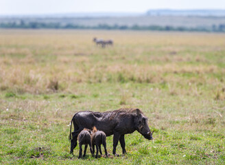 wild boar or warthog from the savannah in masaimara, Kenya