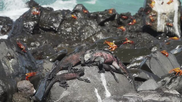 a marine iguana, Amblyrhynchus cristatus, also sea, saltwater, or Galapagos marine iguana, and colorful sally lightfoot crab, Grapsus grapsus on the volvanic lava rock beach, Galapagos islands.