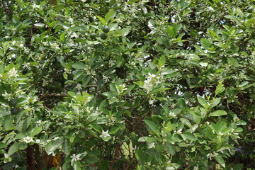 A flowering Citrus plant with the immature fruits and white flowers with leaves