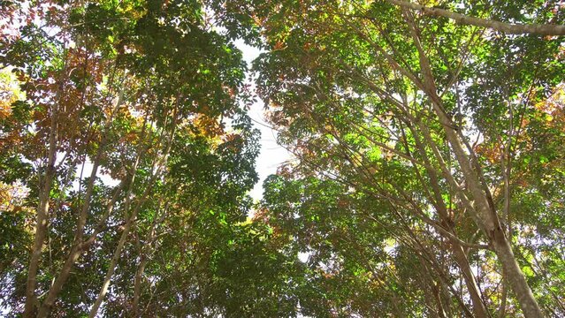 Leaves of the rubber tree in autumn