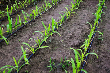Drip Irrigation in agriculture on a with young corn.