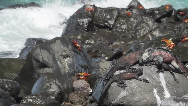 a marine iguana, Amblyrhynchus cristatus, also sea, saltwater, or Galapagos marine iguana, and colorful sally lightfoot crab, Grapsus grapsus on the volvanic lava rock beach, Galapagos islands.