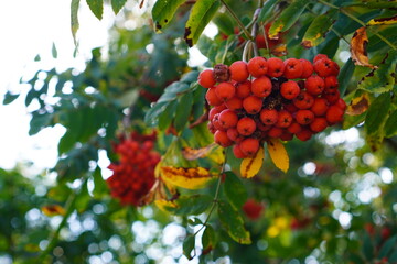 red rowan berries in clusters on a branch among green and yellow leaves in autumn against a blue sky background close-up