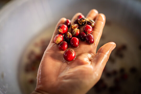 Washed ripe coffee cherries on a wet hand, Chiang Mai, Thailand - Powered by Adobe