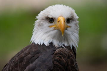 aguila cabeza blanca