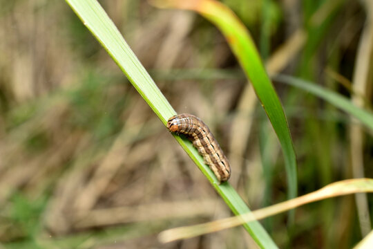 Euxoa auxiliaris butterfly caterpillar crawling on the grass