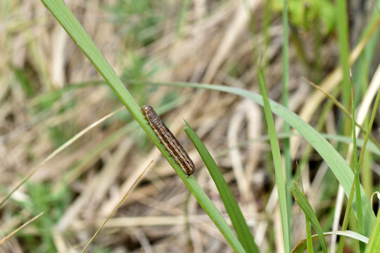 Euxoa auxiliaris butterfly caterpillar sitting on the grass