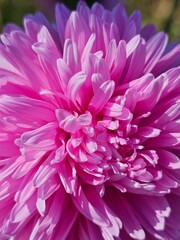 Obraz premium flowers in the garden, flowers and bees