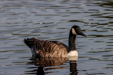 A beautiful animal portrait of a Canadian Goose on a lake