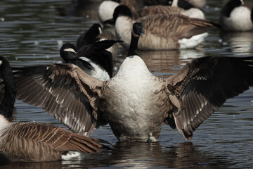 A beautiful animal portrait of a Canadian Goose on a lake