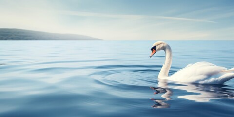 Swan Beauty Adrift in the Deep Blue Waters