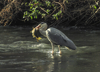 Grey heron catching a trout in a river in Stroud, Gloucestershire