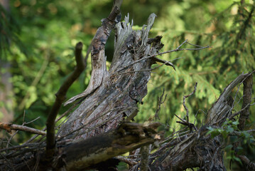CINIFEROUS FOREST  - Dry root of an old tree in a clearing 
