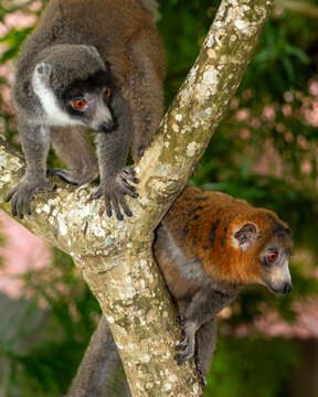 Mongoose lemur, Eulemur mongoz, in Moheli, Comoros