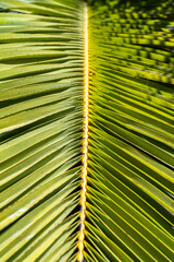 Grüner Palmwedel als mediterraner Hintergrund