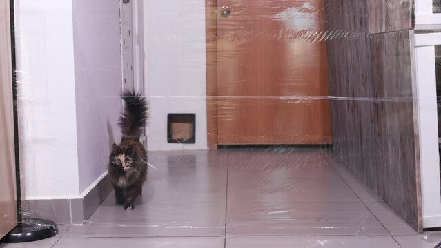 Cats vs Invisible Wall polyethylene film experiment.