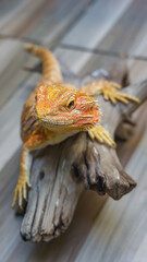 Bearded Dragons sunbathing on dry wood