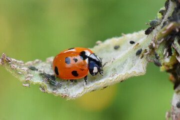 Ladybird eating aphids on a leaf natural aphid pest control
