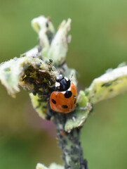 Ladybird eating aphids on a leaf natural aphid pest control