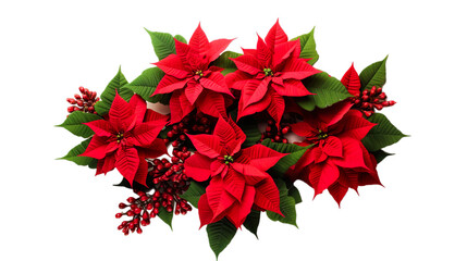 Christmas red poinsettia flowers on transparent png background