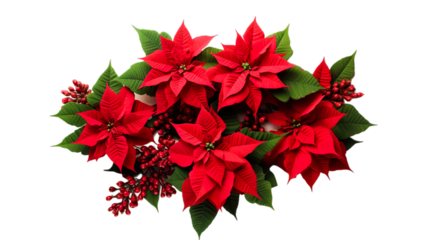 Christmas red poinsettia flowers on transparent png background
