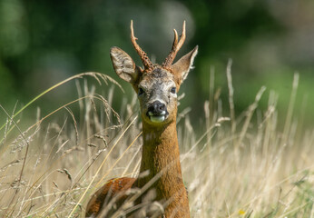 Roebuck in a field, close up 