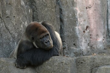 うつ伏せで休むゴリラ