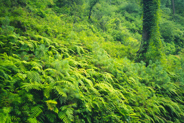 Jibhi Tirthan Valley,Himachal Pradesh India.