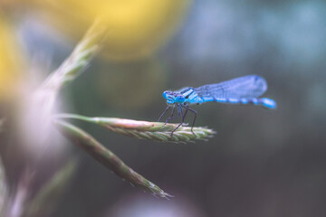 Vibrant Macro Shot of a Blue Damselfly Perched on a Blade of Grass