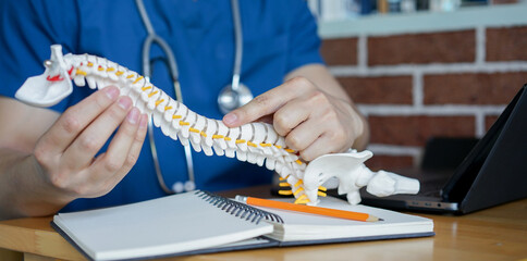 close up physical therapist hand pointing on human skeleton at middle back to advise and consult to patient to treatment at office for healthcare concept